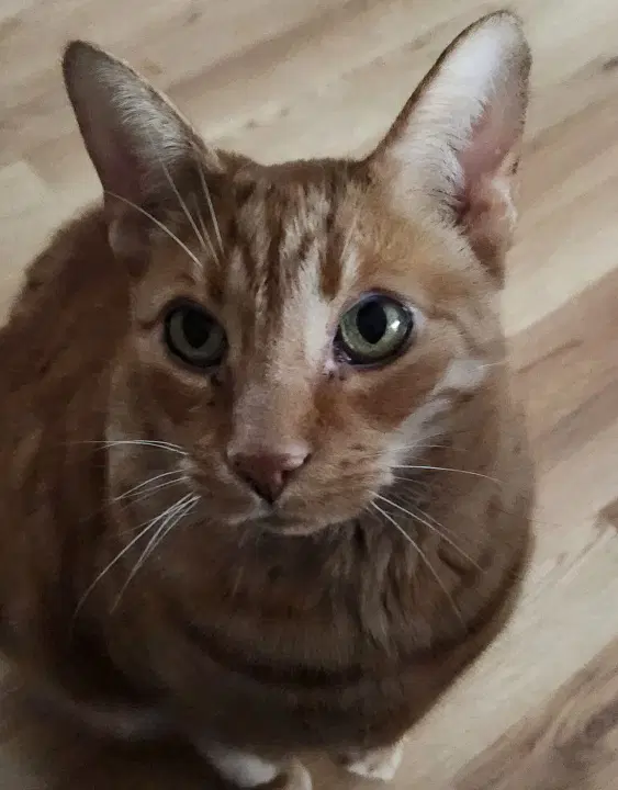 Mellow - Domestic Short Hair