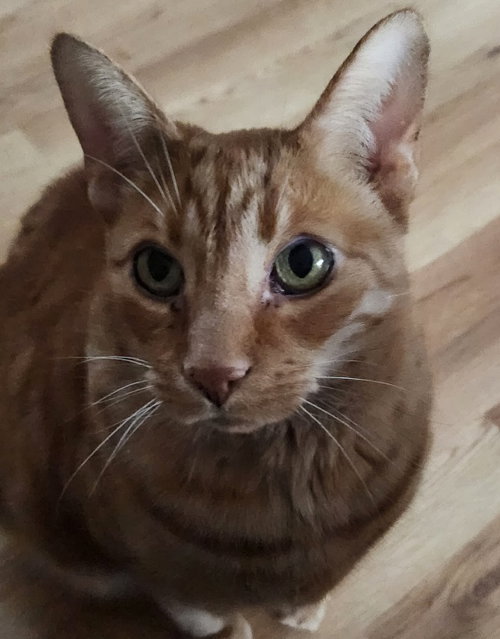 Mellow, an adoptable Domestic Short Hair in Walled Lake, MI