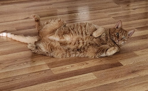 Photo 3 of Mellow