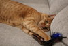 Mellow (MUST BE ADOPTED WITH DYNAMITE)