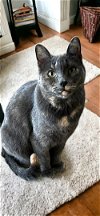 adoptable Cat in , MI named Paisley- (must be adopted w/Gemma)