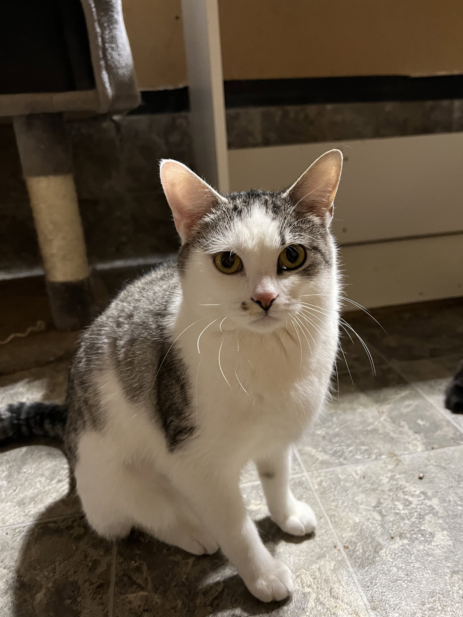 Cat adoption in Novi, MI 48377 Domestic Short Hair (short coat) Cat "Olga"