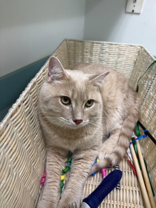 Tai, an adoptable Domestic Short Hair in Walled Lake, MI