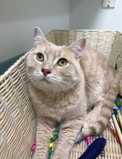 Tai, Baby Domestic Short Hair / Tabby / Mixed (short coat), cat for adoption in Royal Oak, Michigan
