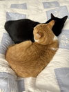 Honee (must be adopted with Mr. Biscuits)