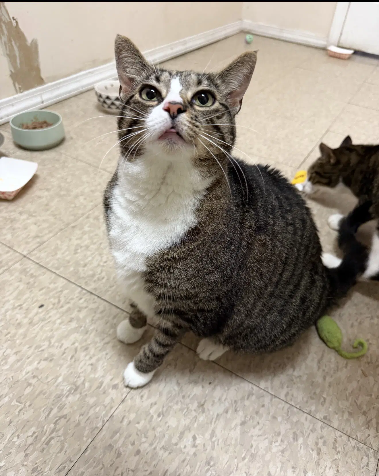 Mabel Must Be Adopted With Jackson image 2
