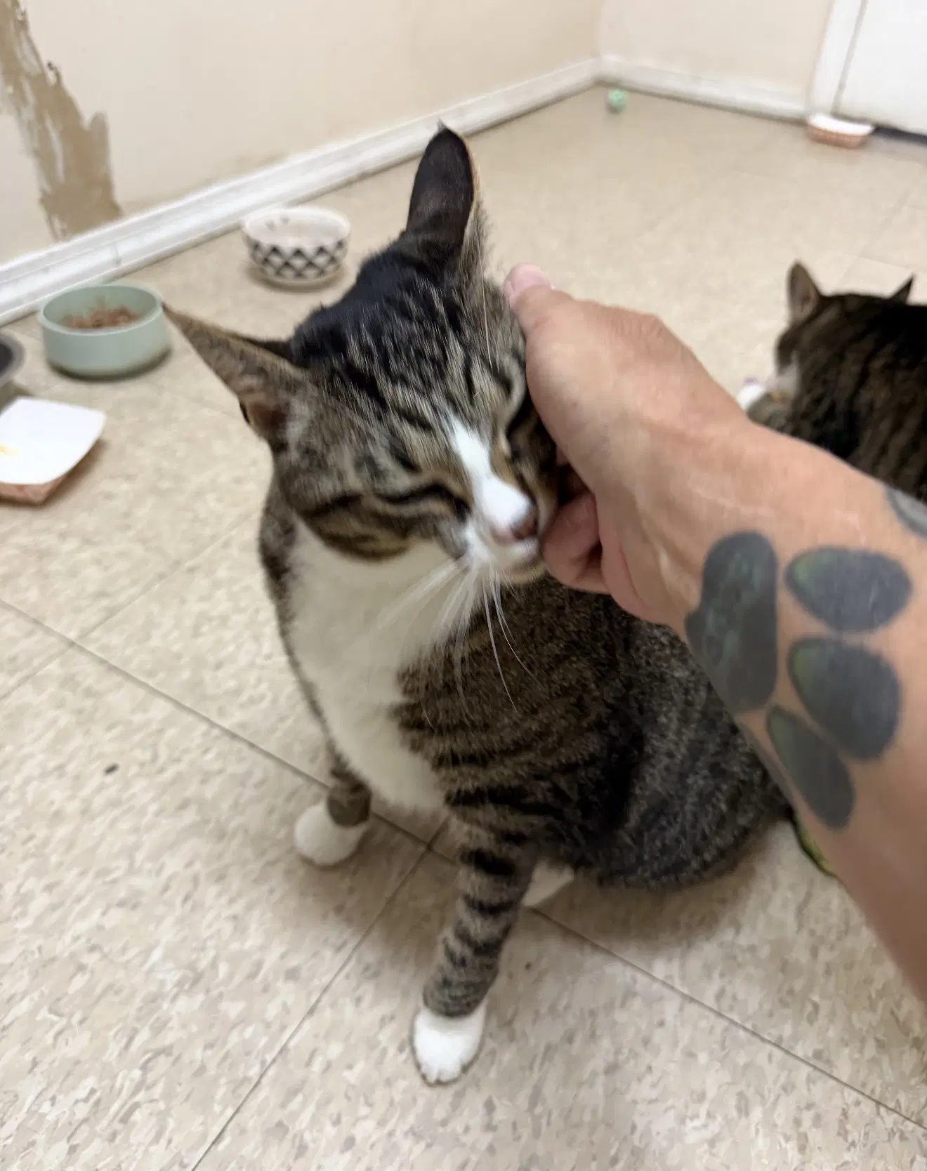 Mabel Must Be Adopted With Jackson - Domestic Short Hair