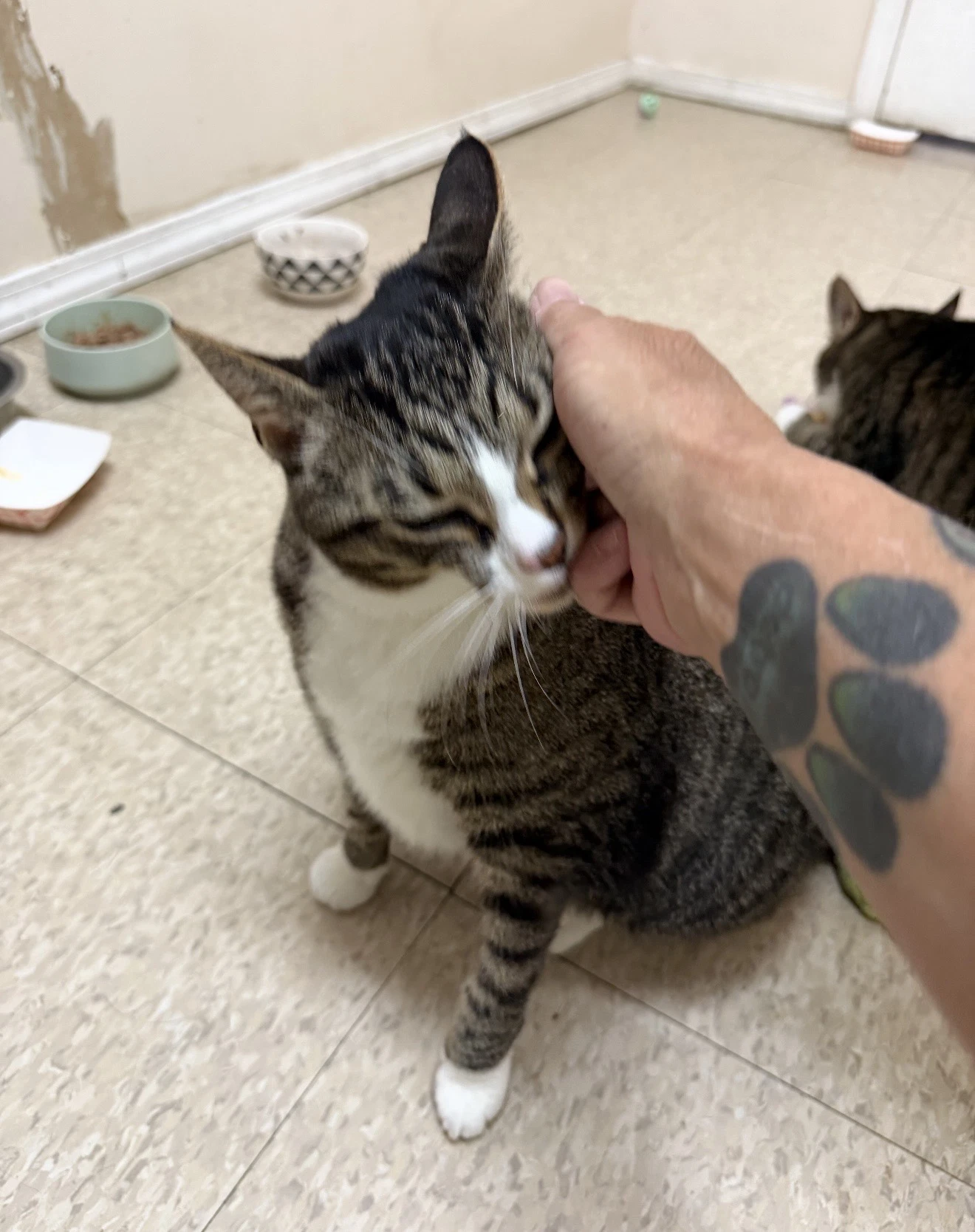 Mabel Must Be Adopted With Jackson