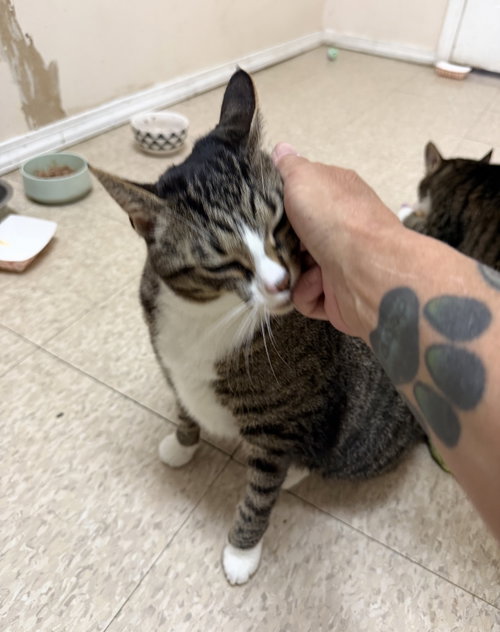 Mabel (must be adopted with Jackson), an adoptable Domestic Short Hair in Walled Lake, MI