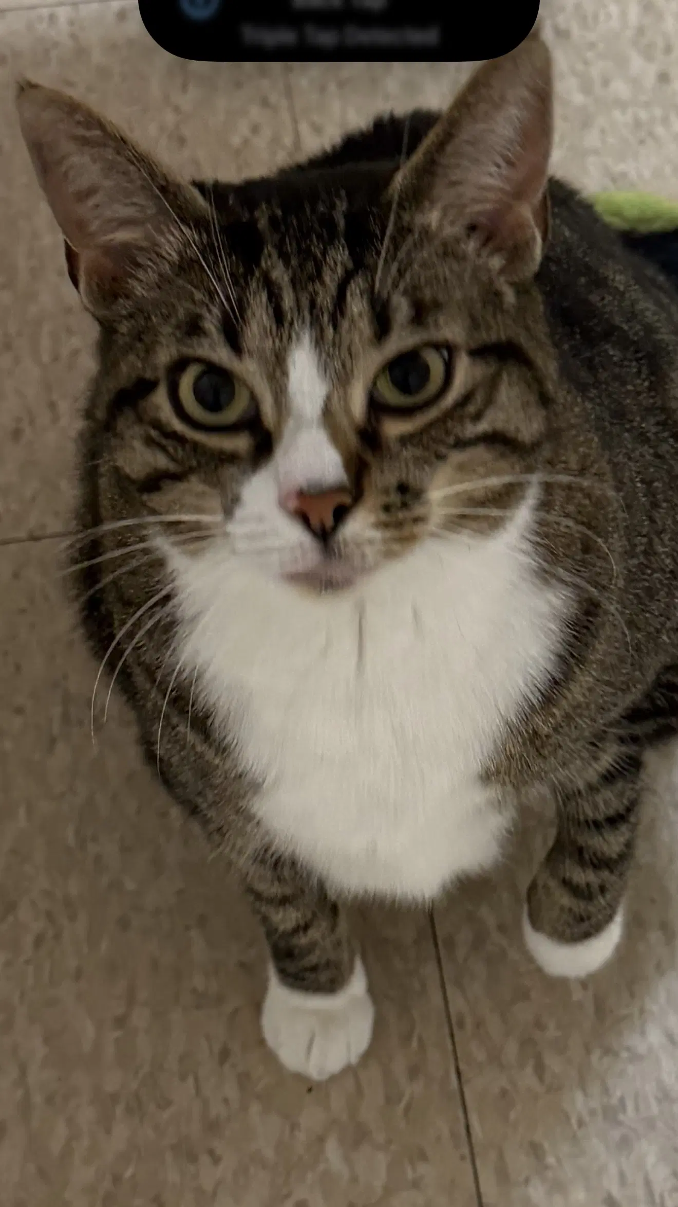 Mabel Must Be Adopted With Jackson image 3