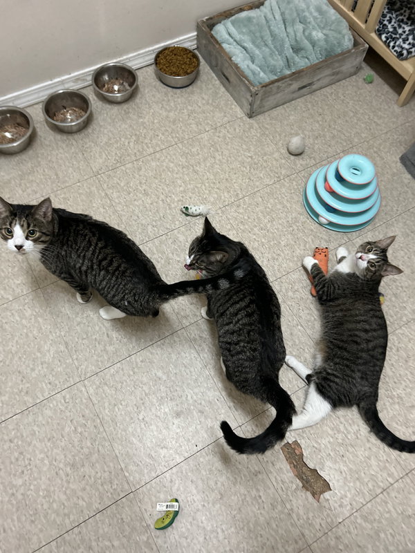 Mabel (must be adopted with Jackson)
