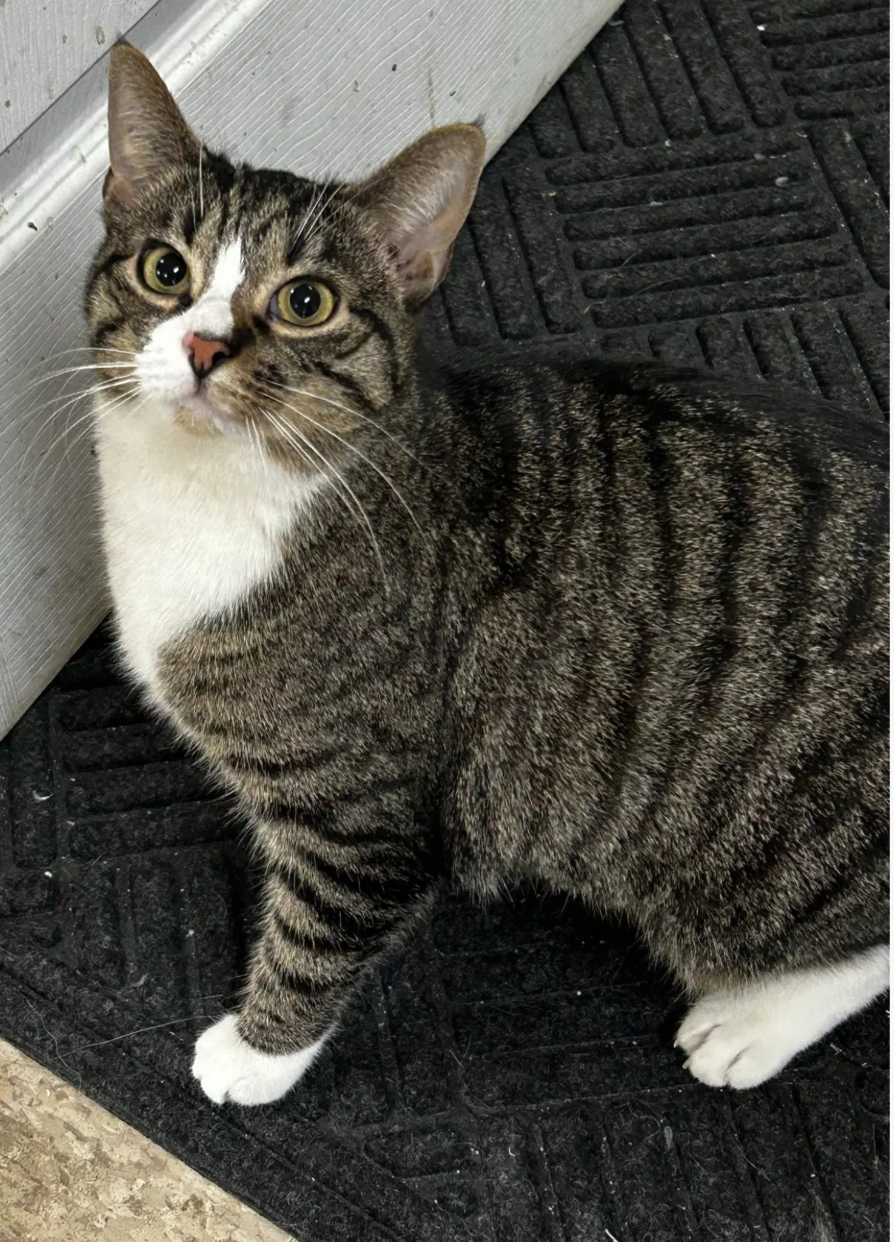 Mabel Must Be Adopted With Jackson image 4