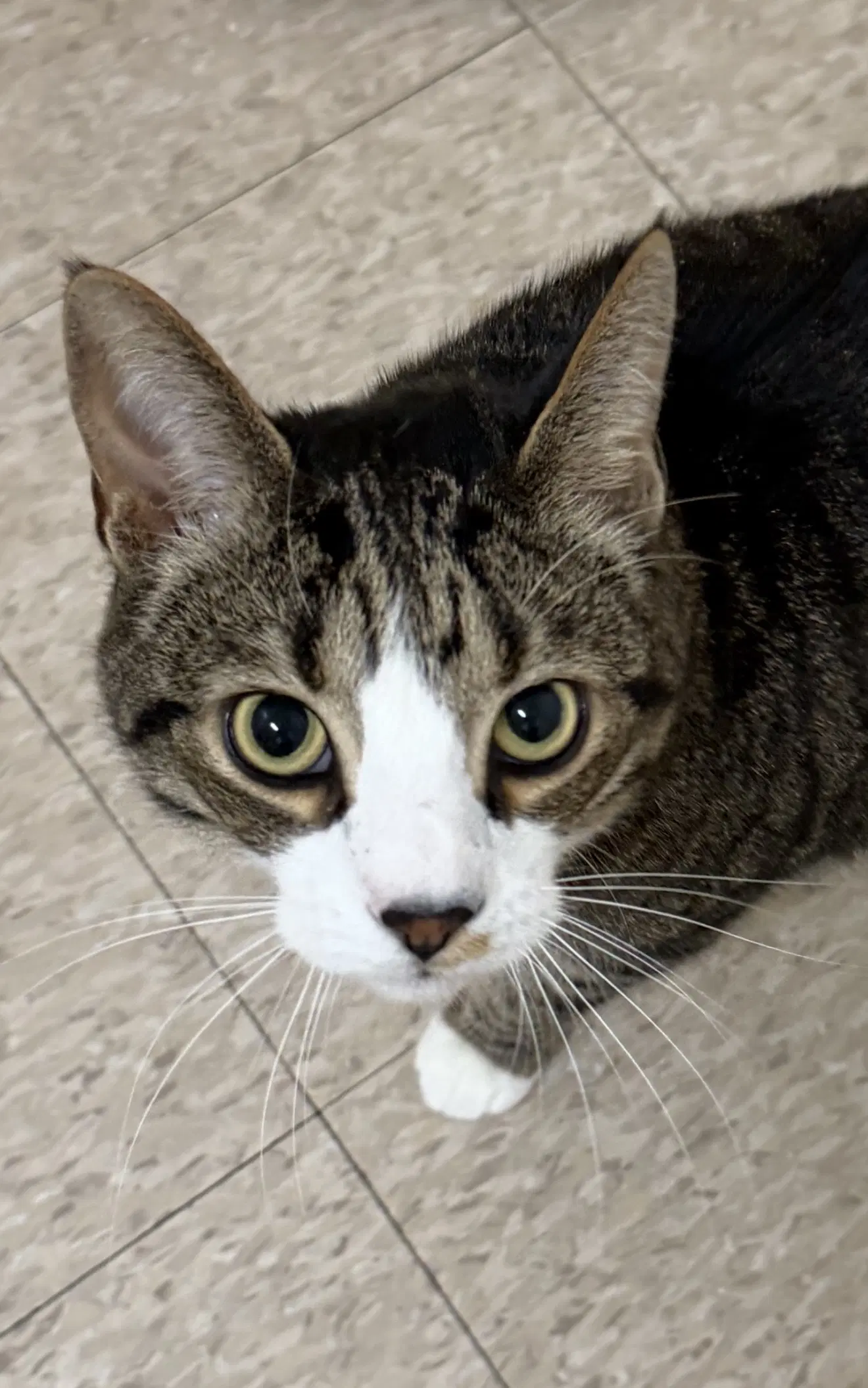 Jackson Must Be Adopted With Mabel - Domestic Short Hair