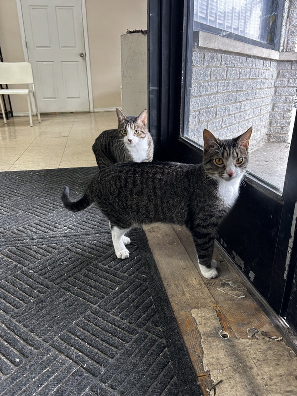 Jackson (must be adopted with Mabel)