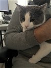 adoptable Cat in novi, MI named Tunah