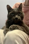 Forest (must be adopted with Synder)
