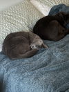 Forest (must be adopted with Synder)