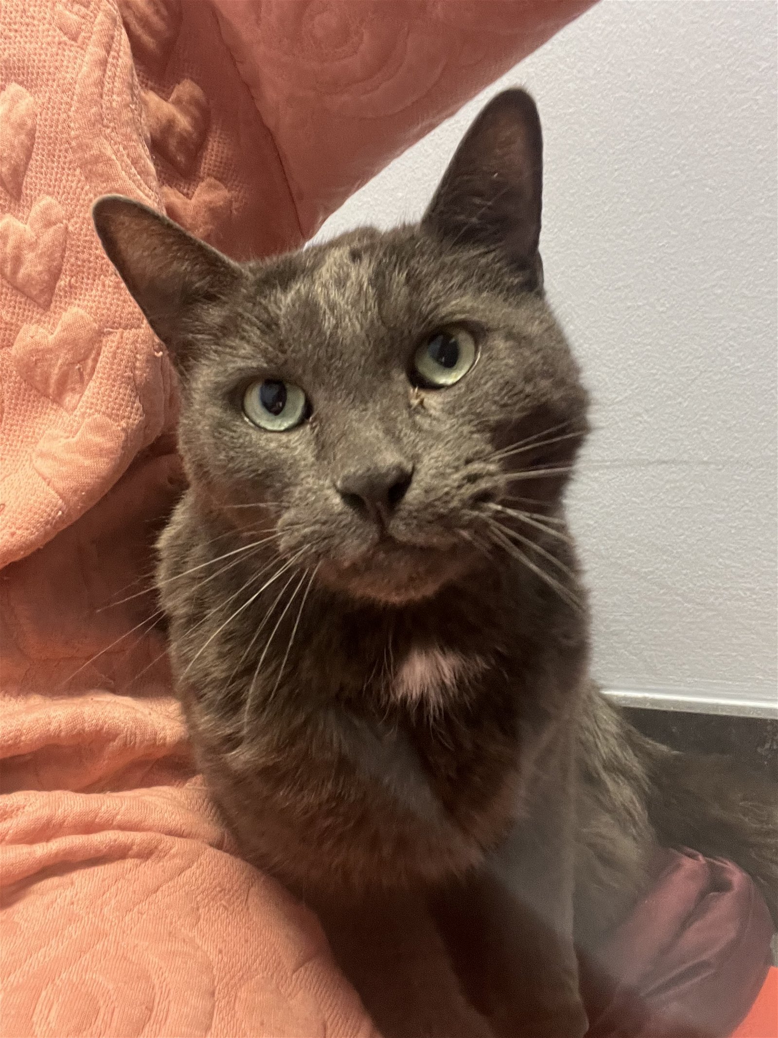 adoptable Cat in Novi, MI named Forest (must be adopted with Synder)
