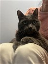 adoptable Cat in novi, MI named Forest (must be adopted with Synder)