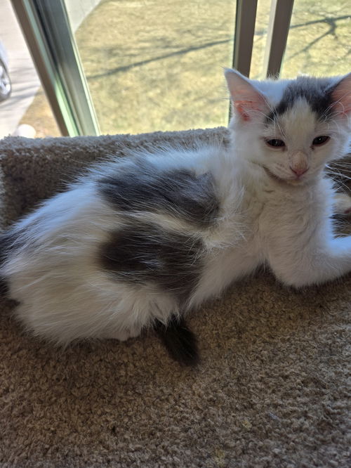 Gizmo