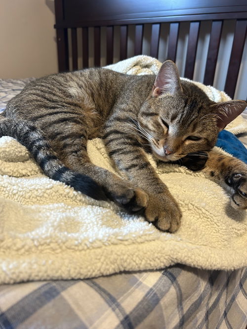 Nitro (Must be adopted with Niles)
