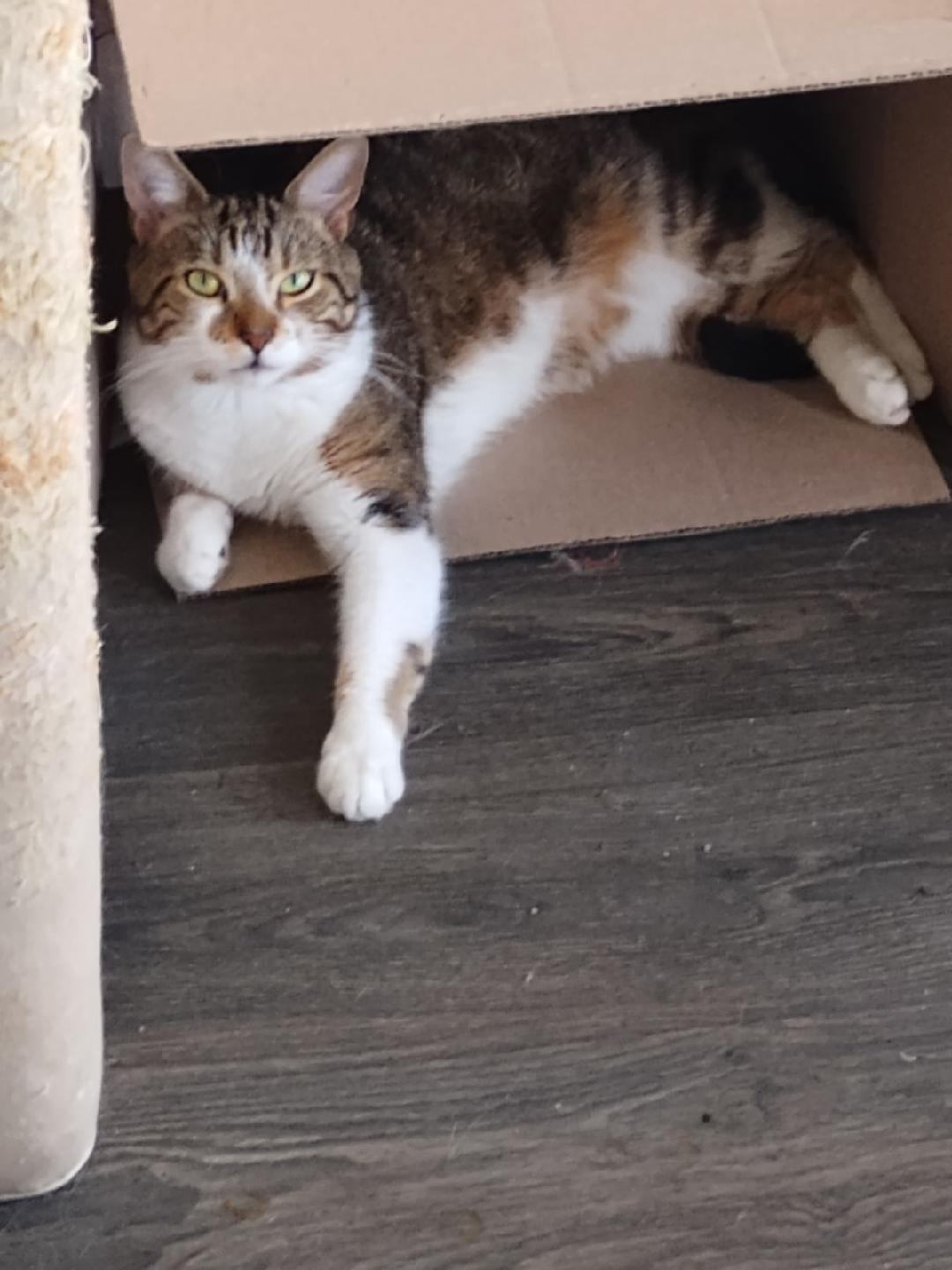 Ali