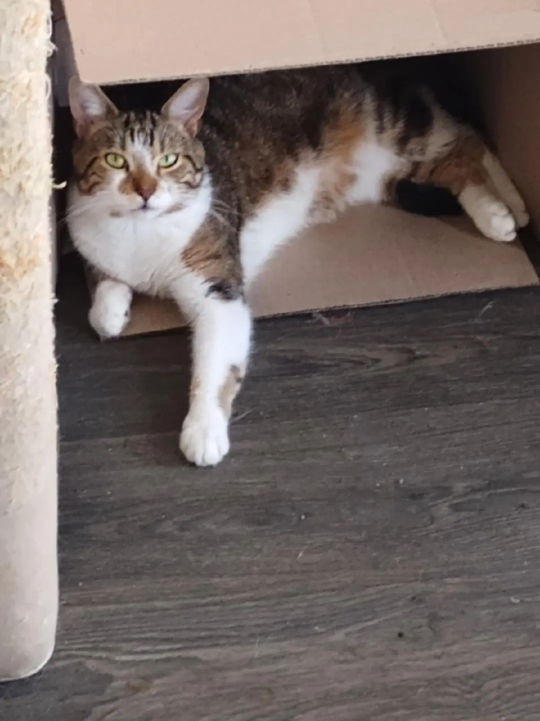 Ali - Domestic Short Hair