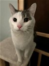 adoptable Cat in , MI named Ramin (Must be adopted with Raizel)