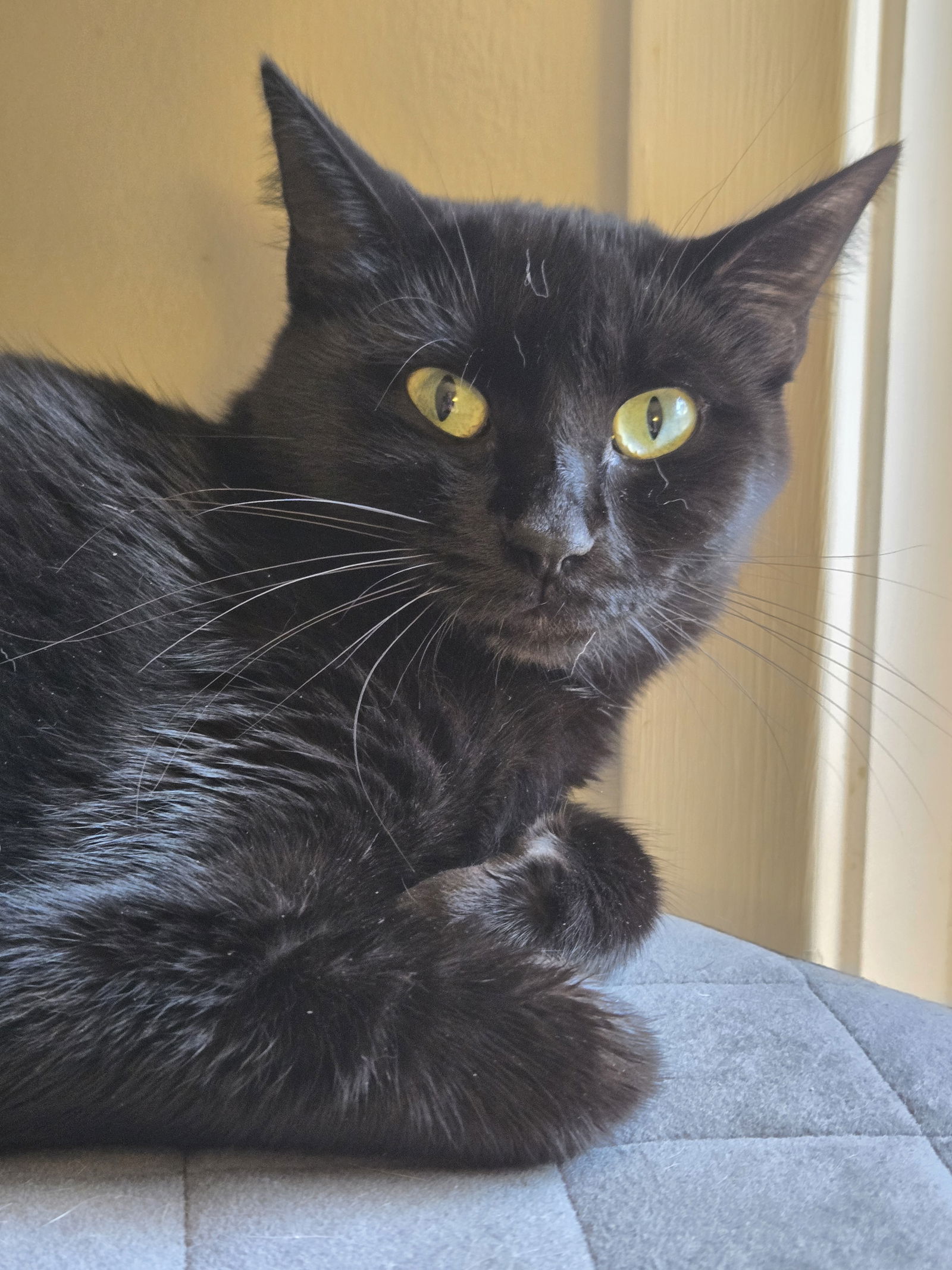 adoptable Cat in Novi, MI named Mama GiGi ( MUST BE ADOPTED W/ILIANA