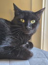 adoptable Cat in Novi, MI named Mama GiGi ( MUST BE ADOPTED W/ILIANA