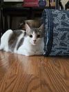 adoptable Cat in Novi, MI named Iliana(MUST BE ADOPTED WITH MAMA GIGI)