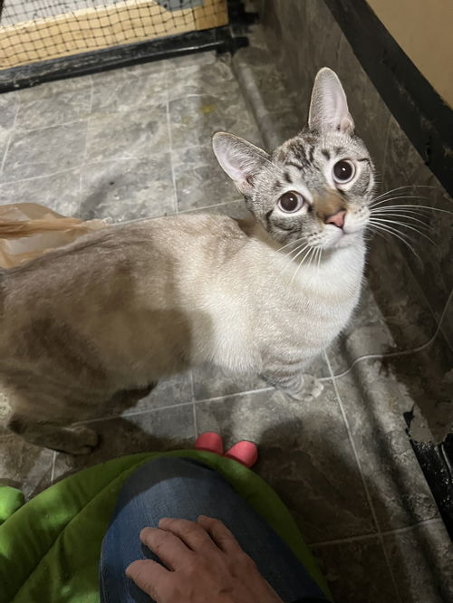 Kimba