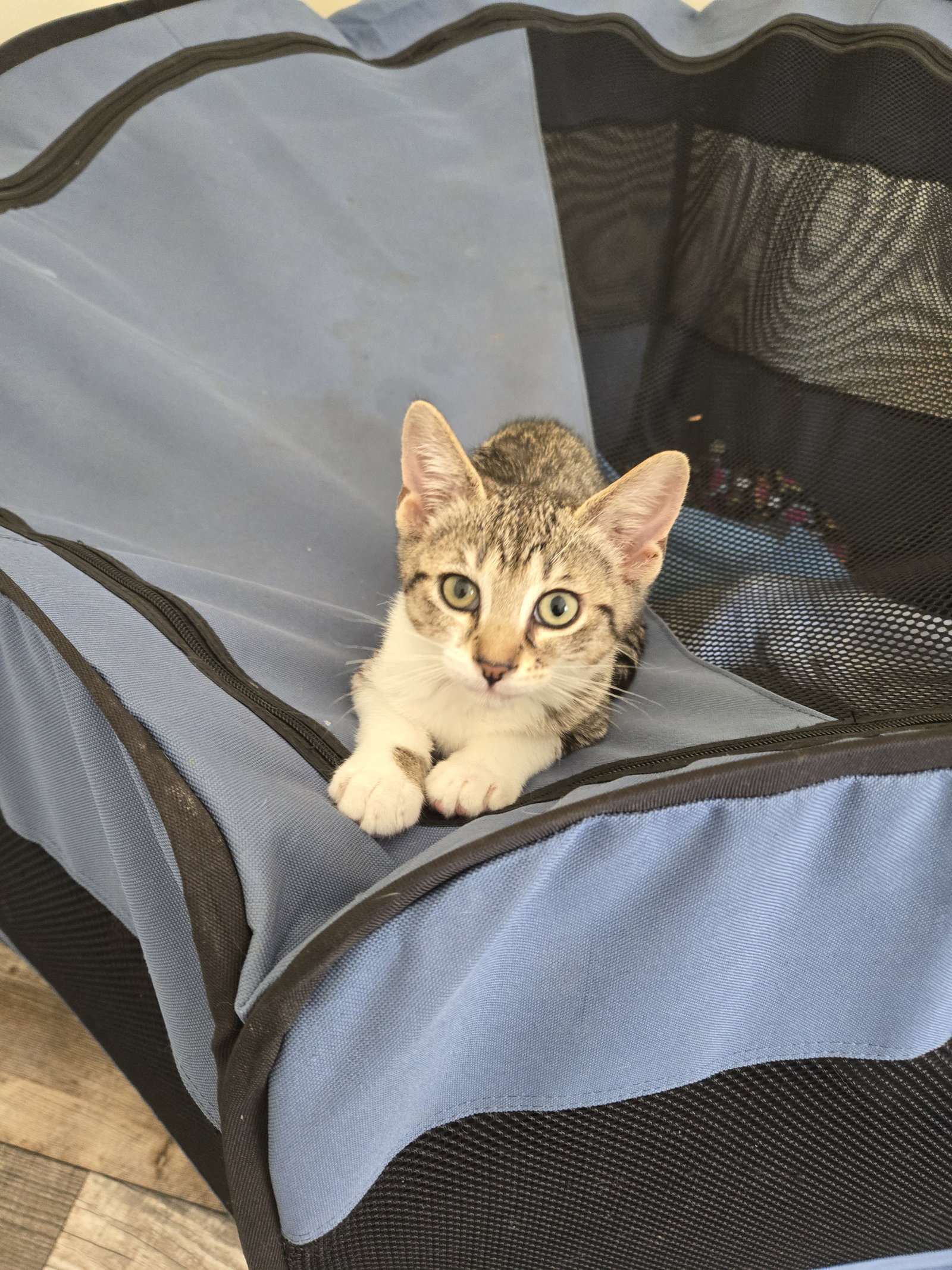 Cat adoption in Novi, MI 48377 Domestic Short Hair / Tabby (short coat
