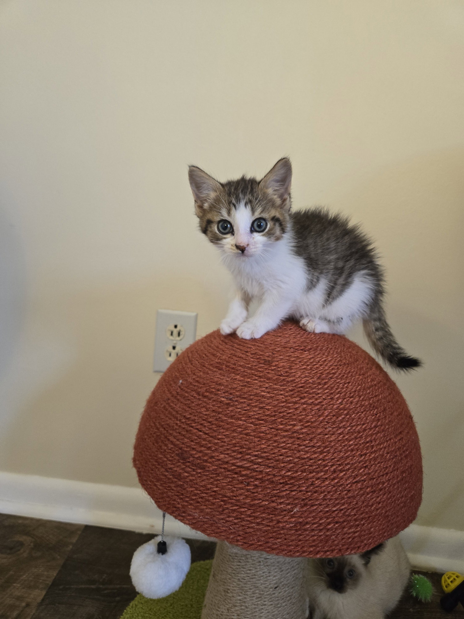 Cat adoption in Novi, MI 48377 Domestic Short Hair / Tabby (short coat