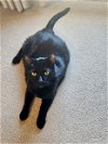 adoptable Cat in novi, MI named Guinness
