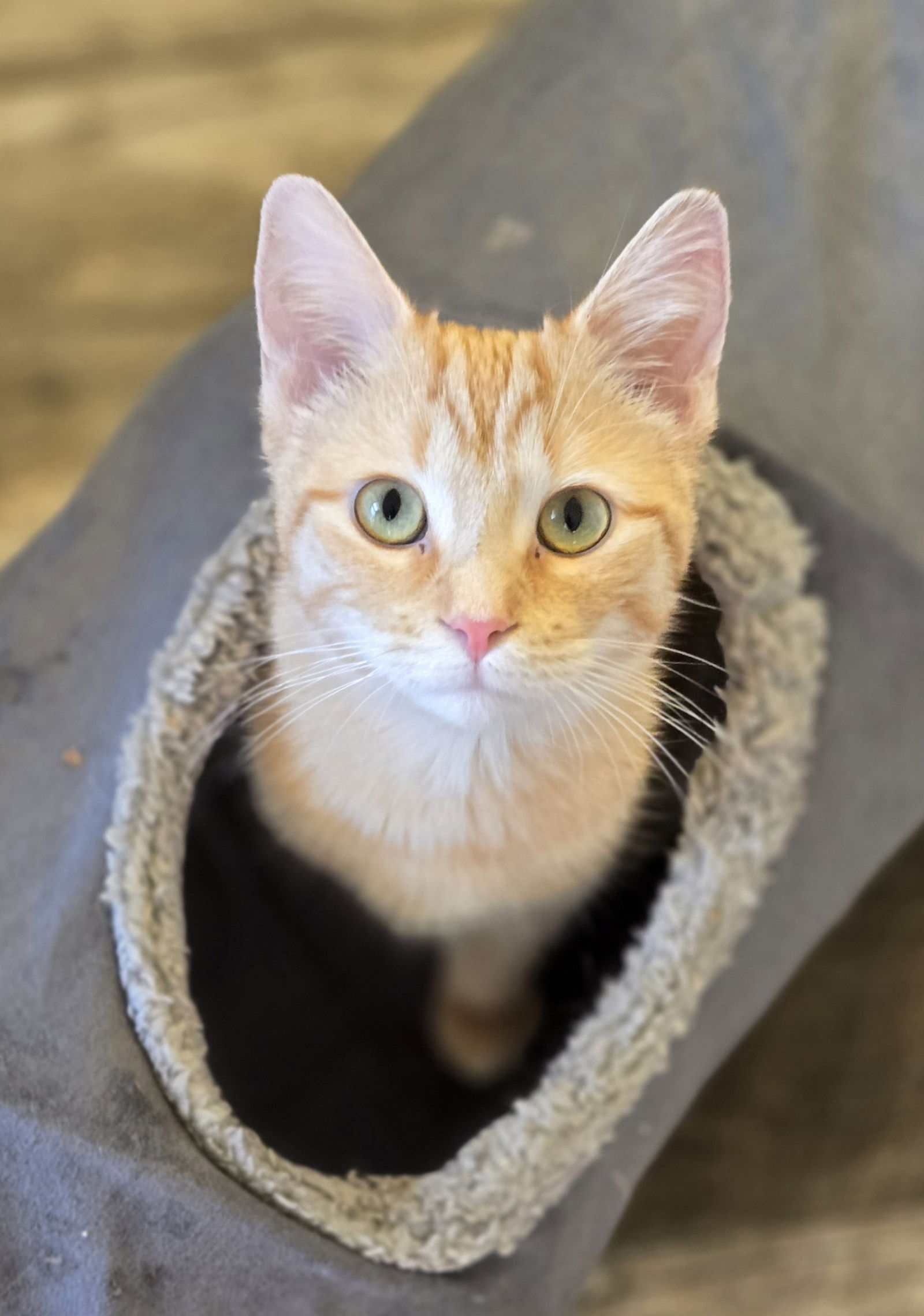 Cats for Adoption in Goodrich, Michigan | Alpha Paw