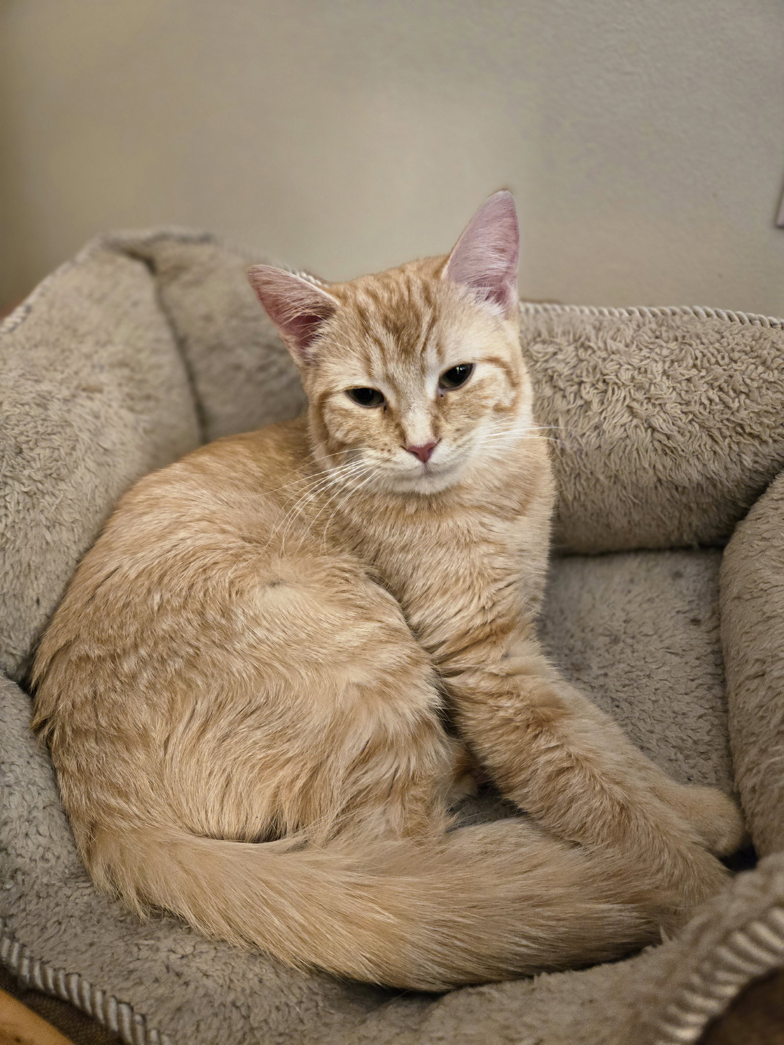 Cat adoption in Novi, MI 48377 Domestic Short Hair (short coat) Cat