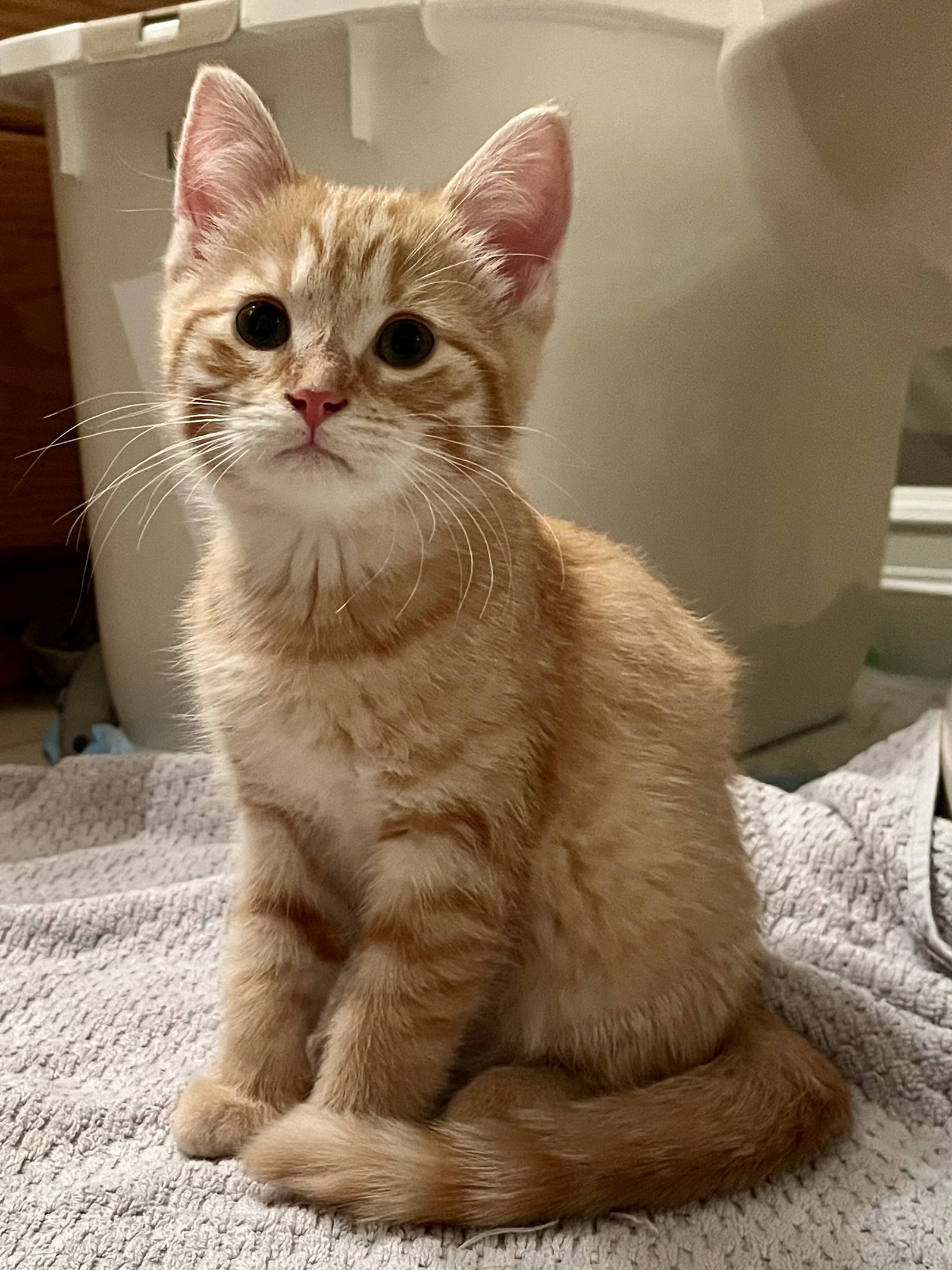 Cat adoption in Novi, MI 48377 Domestic Short Hair (short coat) Cat