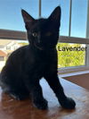 Lavender - (Must be adopted w/Marigoldd)