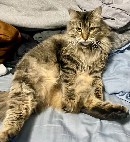 Nugget Gray