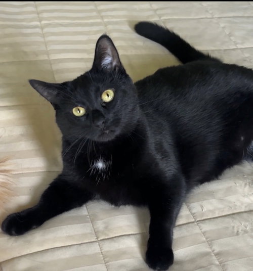 Sunflower, Young Domestic Short Hair (short coat), cat for adoption in Dearborn Heights, Michigan
