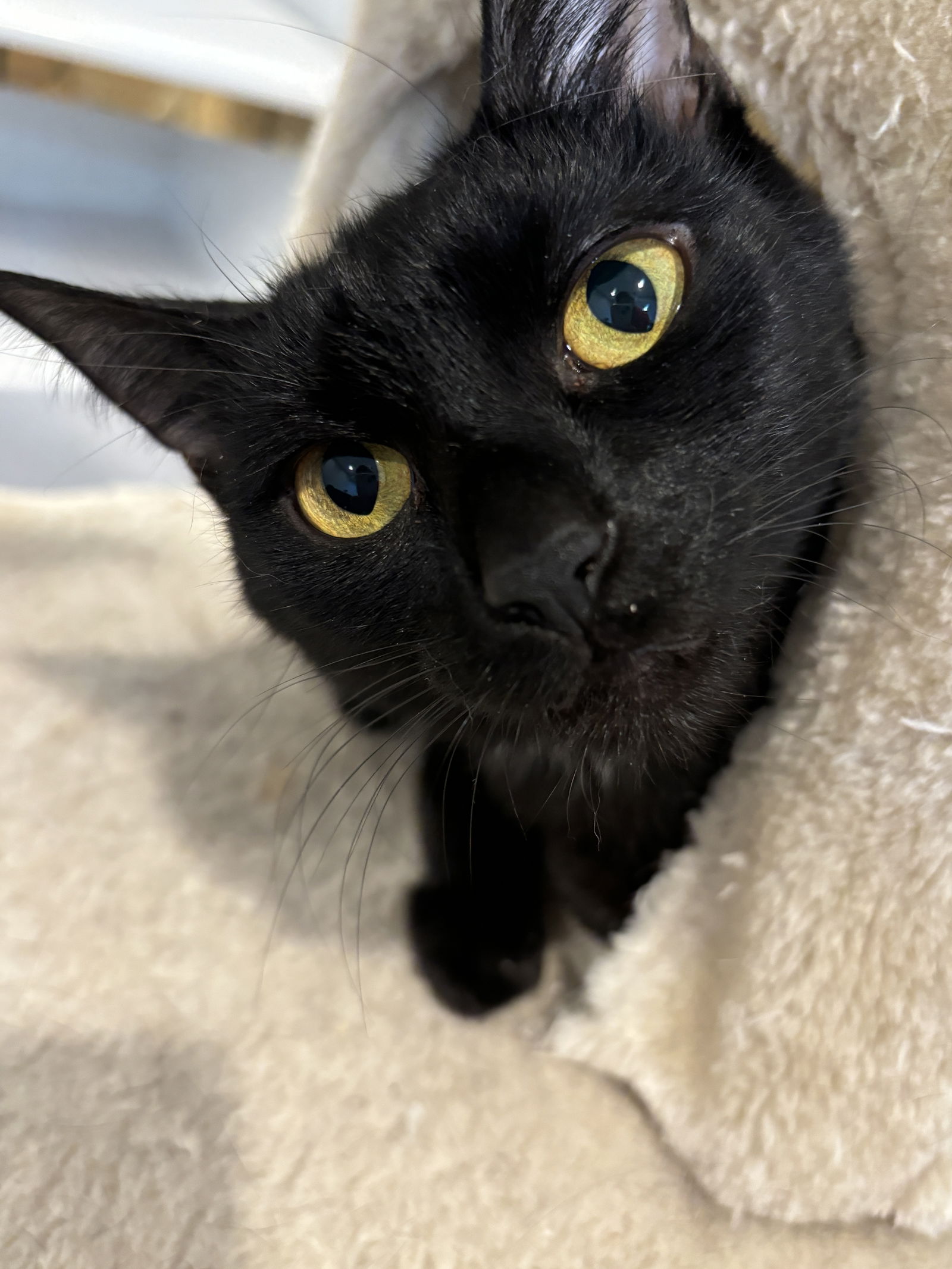 adoptable Cat in Novi, MI named Sunflower