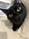 adoptable Cat in Novi, MI named Sunflower