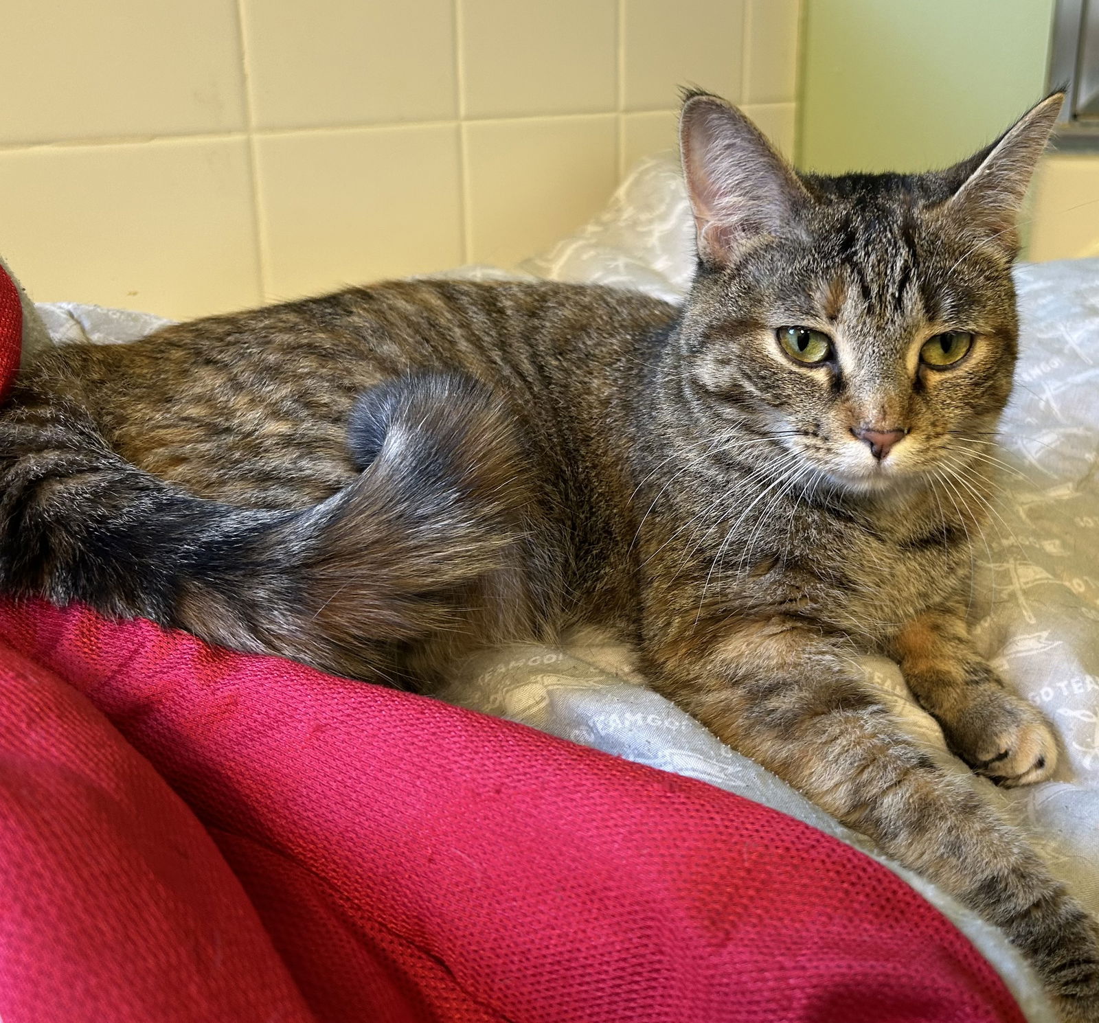 adoptable Cat in Novi, MI named Liv