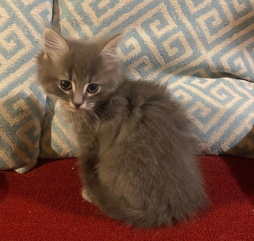 Nigel