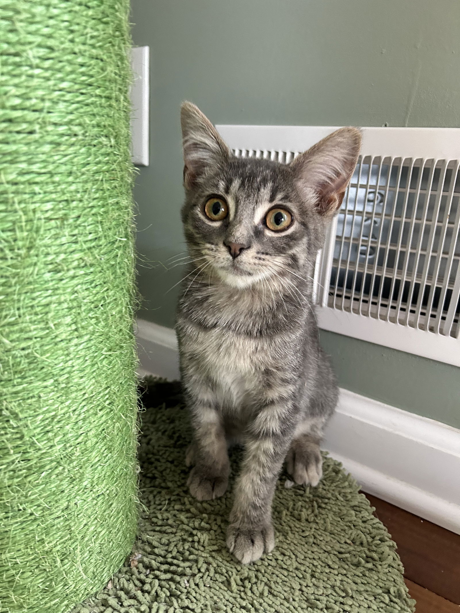 adoptable Cat in Novi, MI named Yani