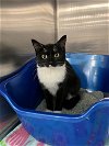 adoptable Cat in  named Annabelle
