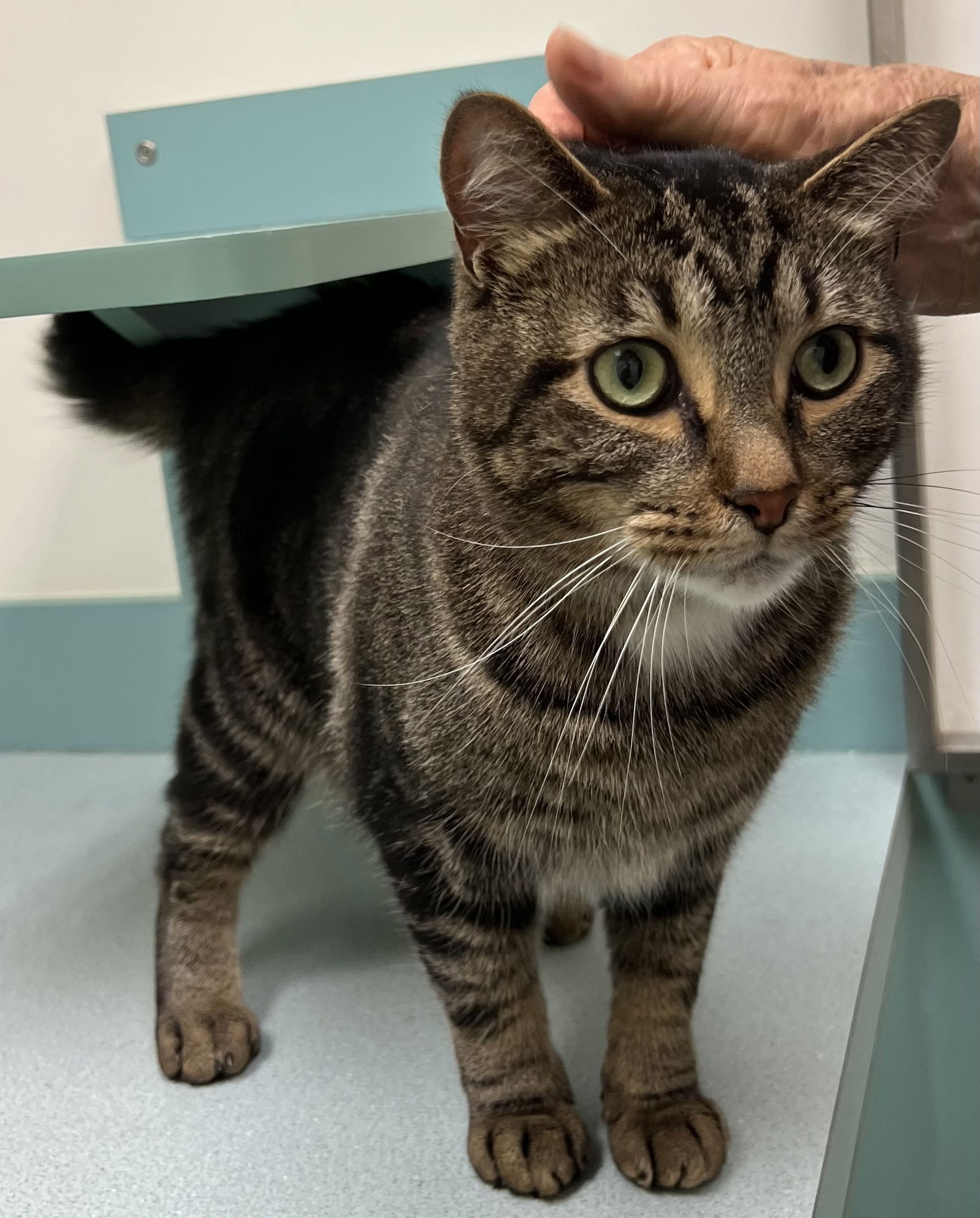 adoptable Cat in Novi, MI named Lookus