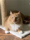 adoptable Cat in novi, MI named Heathcliff