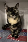 adoptable Cat in novi, MI named Barbie